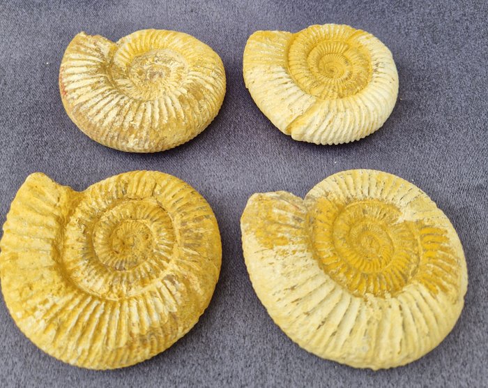 Ammonite fossilized animal for sale  