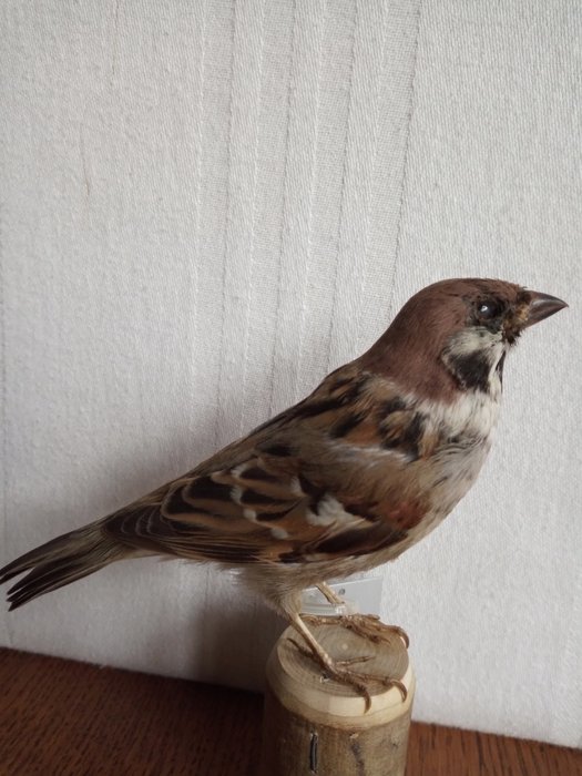 Tree sparrow taxidermy for sale  