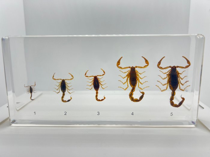 Scorpion taxidermy full d'occasion  