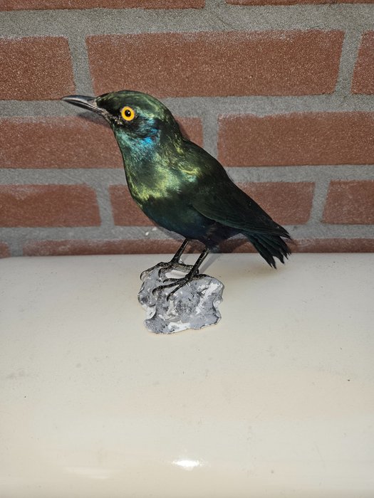 Cape starling taxidermy d'occasion  