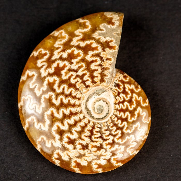 Ammonite cleoniceras first for sale  