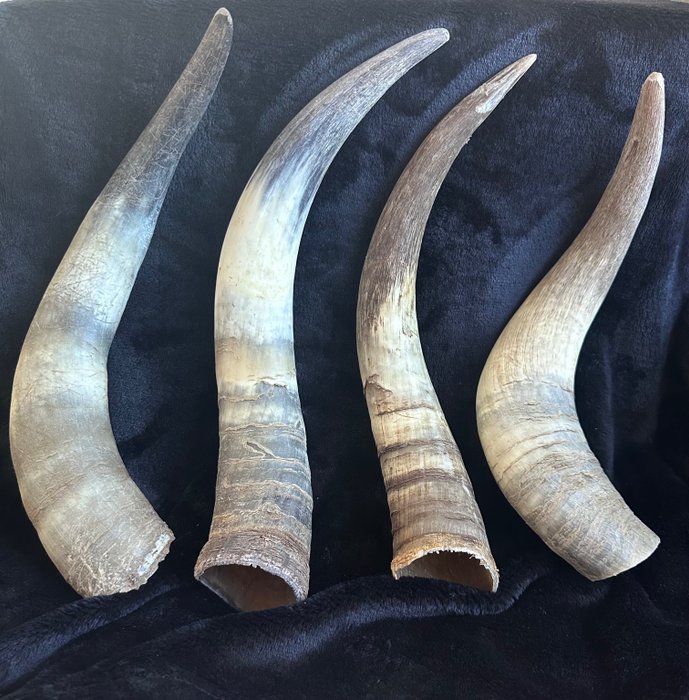 Bull horns horns for sale  