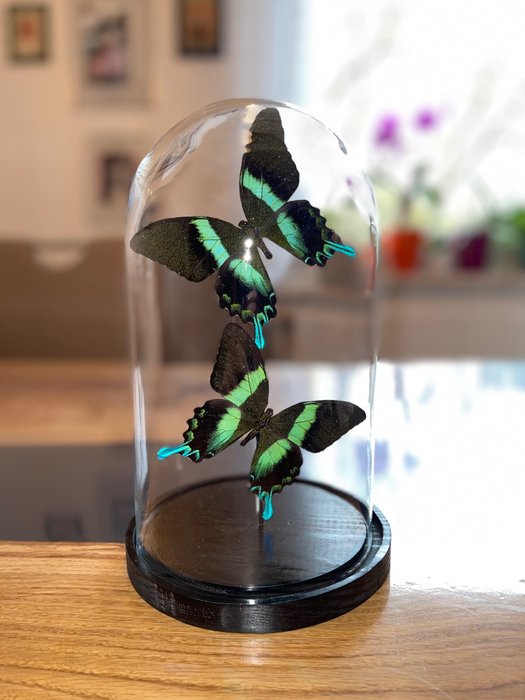 Butterfly taxidermy full for sale  