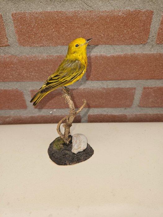 Mangrove singer taxidermy for sale  