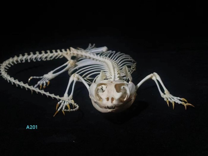 Bearded dragon skeleton for sale  