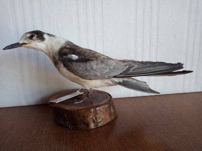 Little tern taxidermy d'occasion  
