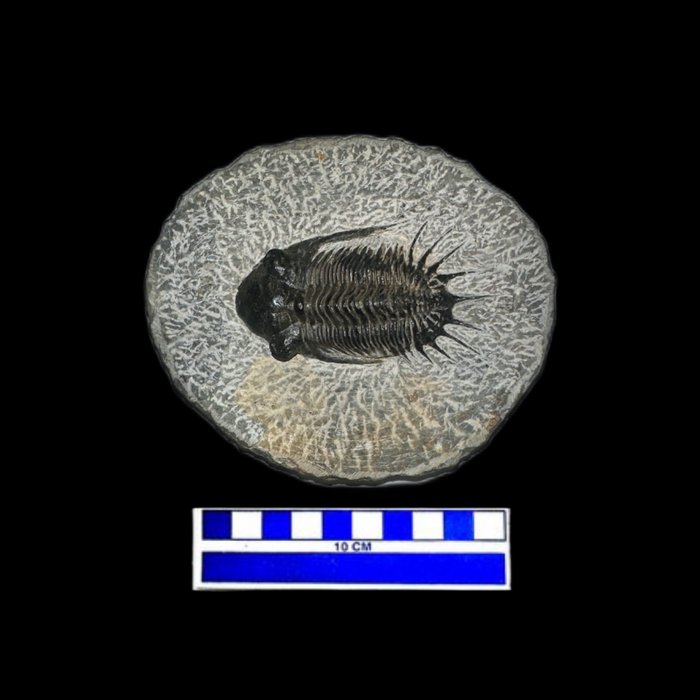 Spiny trilobite fossilised for sale  