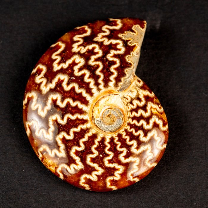 Fantastic ammonite fossil for sale  