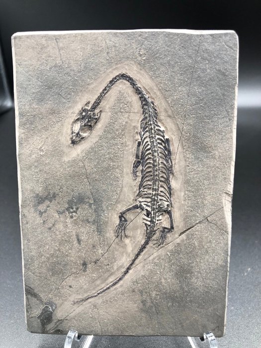 Marine reptile fossil usato  