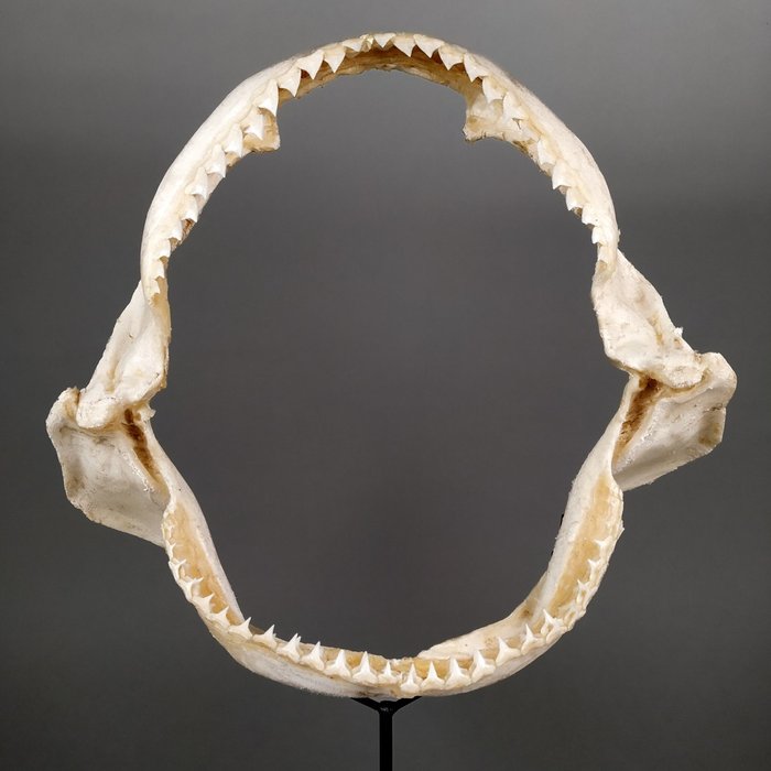 Copper shark jaw for sale  