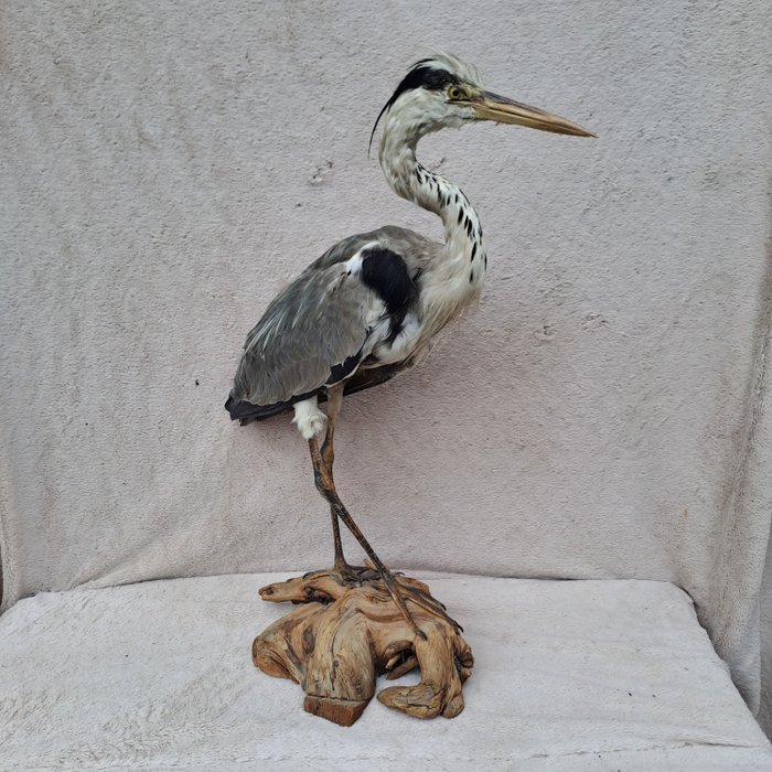 Gray heron taxidermy d'occasion  