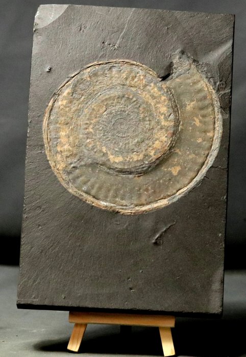 Finest decorative ammonite for sale  