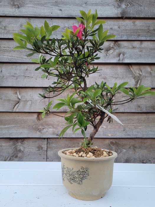 Azalea bonsai height for sale  