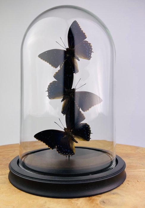 Butterfly taxidermy full usato  