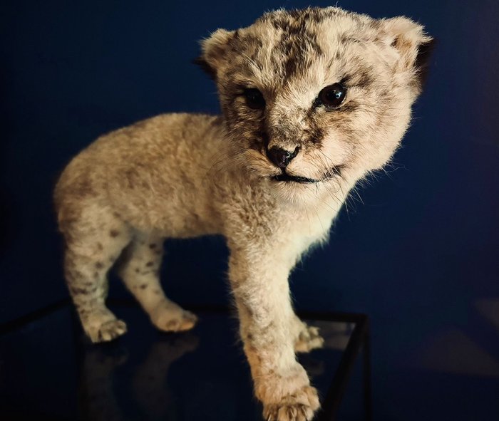 African lion cub for sale  