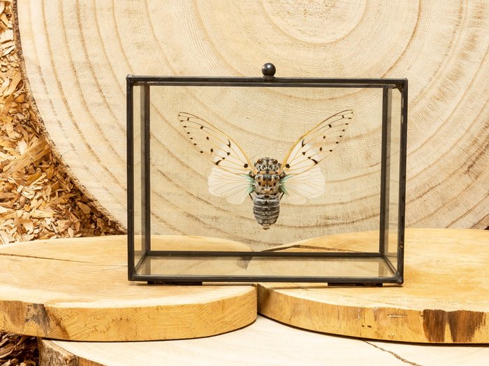 Cicada taxidermy full for sale  