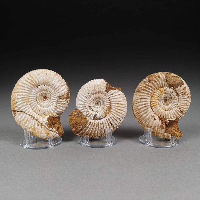 Beautiful trio ammonites for sale  