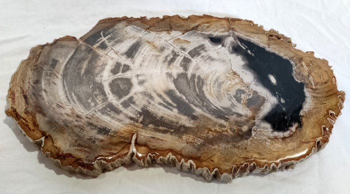 Petrified wood fossilised for sale  
