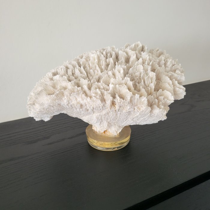 Coral taxidermy full for sale  
