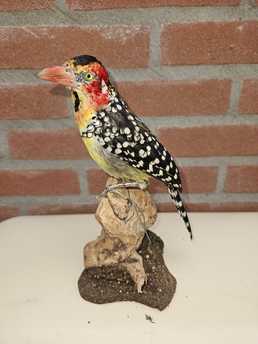 Fire headed barbet for sale  