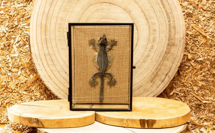 Lizard taxidermy full for sale  