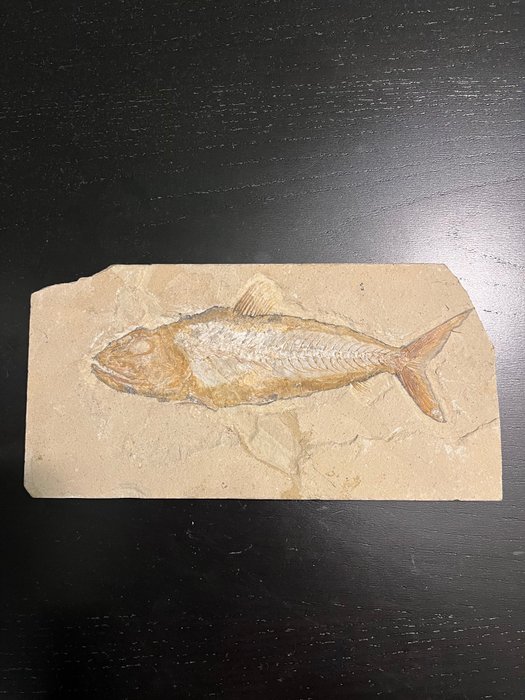 Fish fossilised animal for sale  