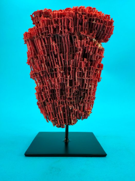 Organ pipe coral for sale  