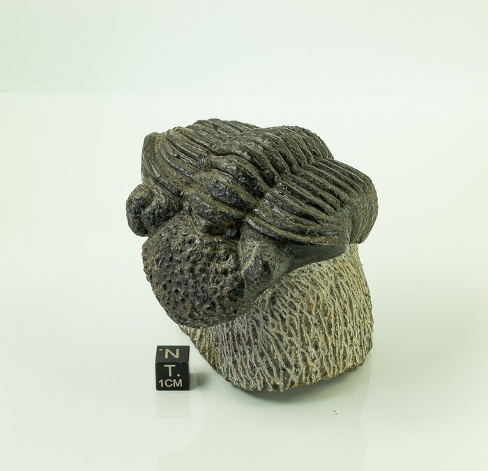 Trilobite fossil matrix for sale  