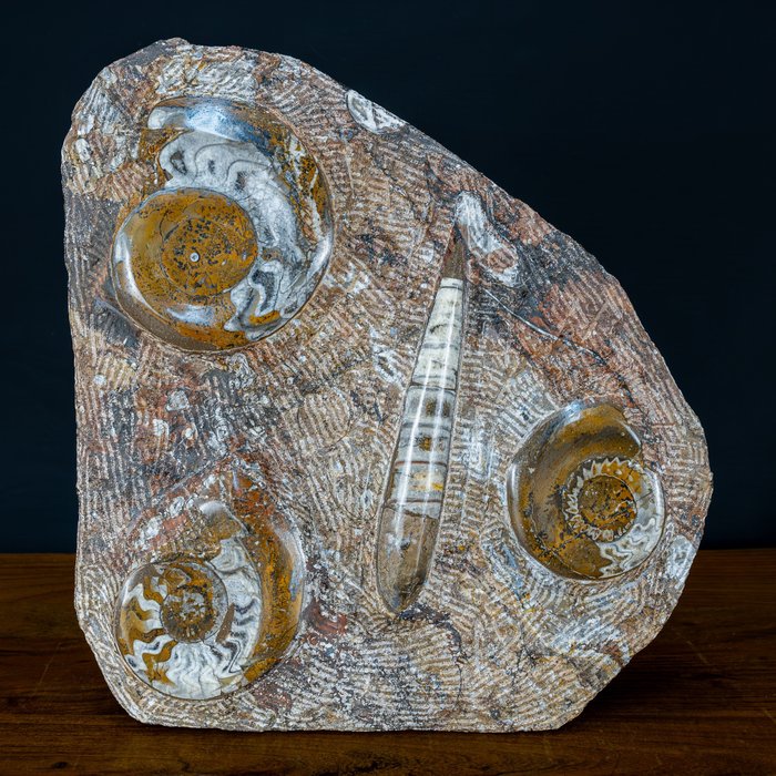 Natural orthoceras fossils for sale  