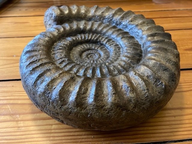 Nice large ammonite for sale  
