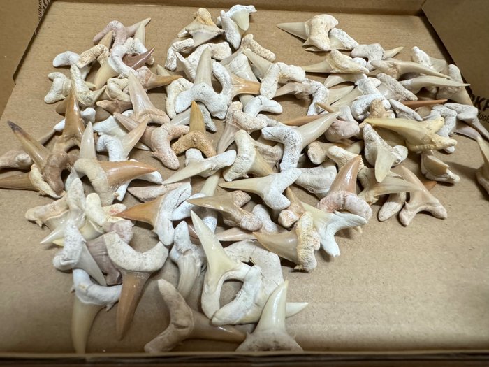 Shark fossilised tusk for sale  