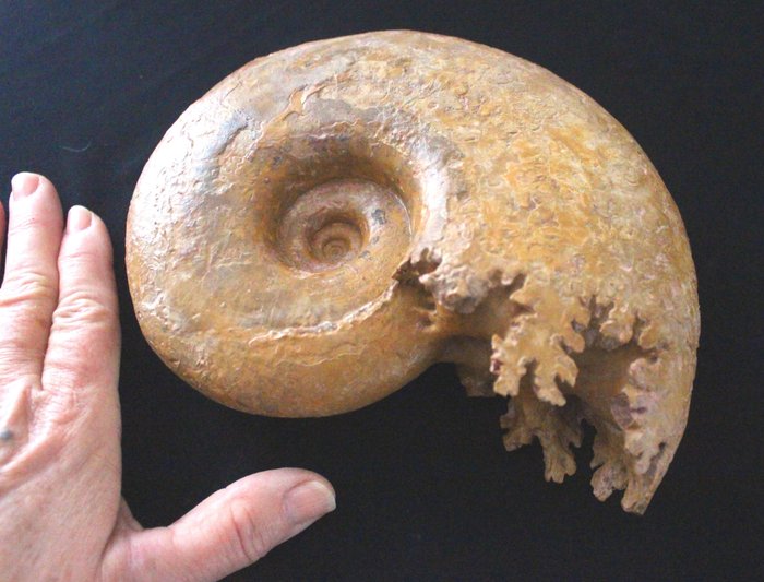 Ammonite with line d'occasion  