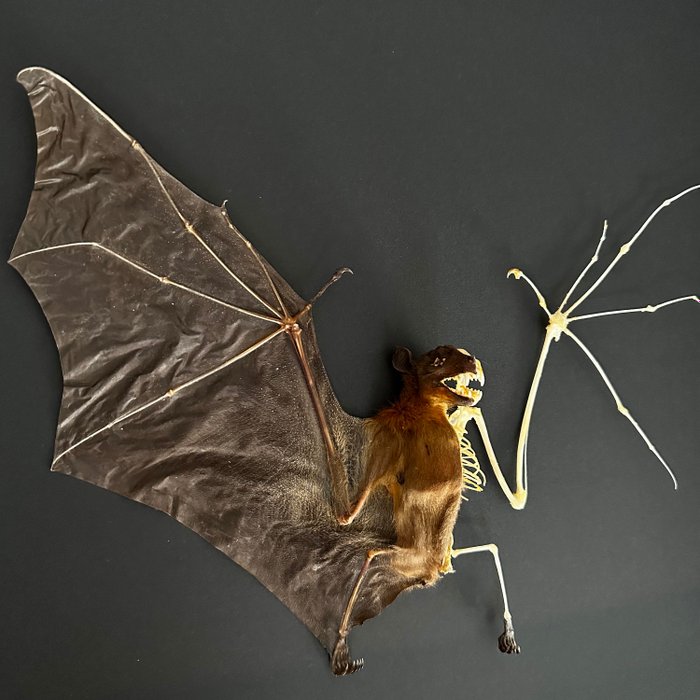 Vampire bat taxidermy for sale  