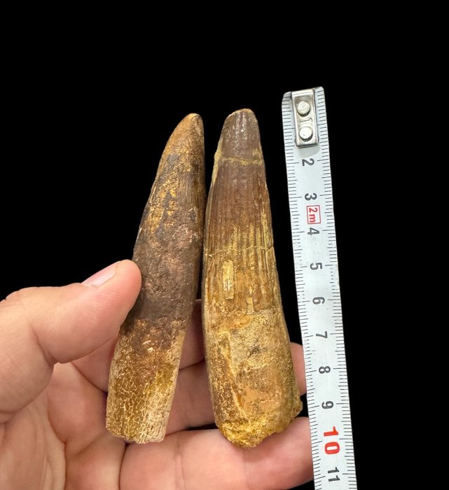 Spinosaur fossilised tusk for sale  