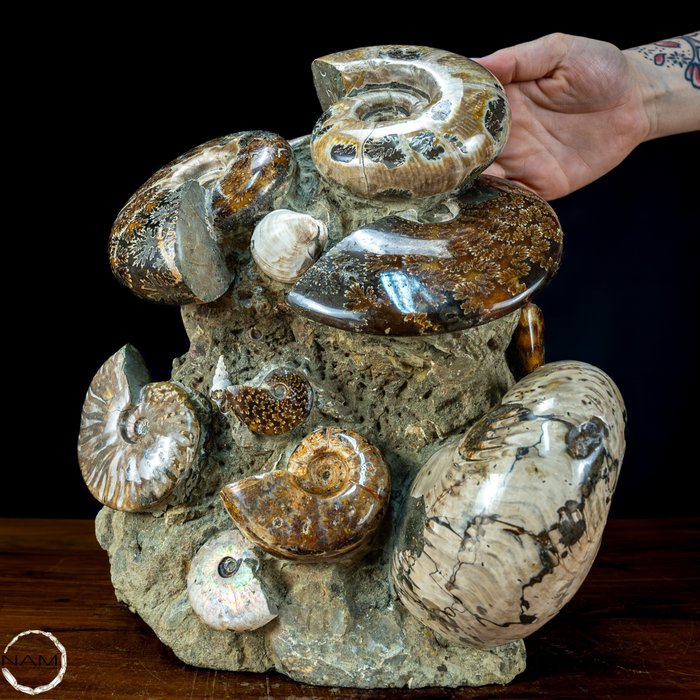 Ammonites cretaceous period for sale  