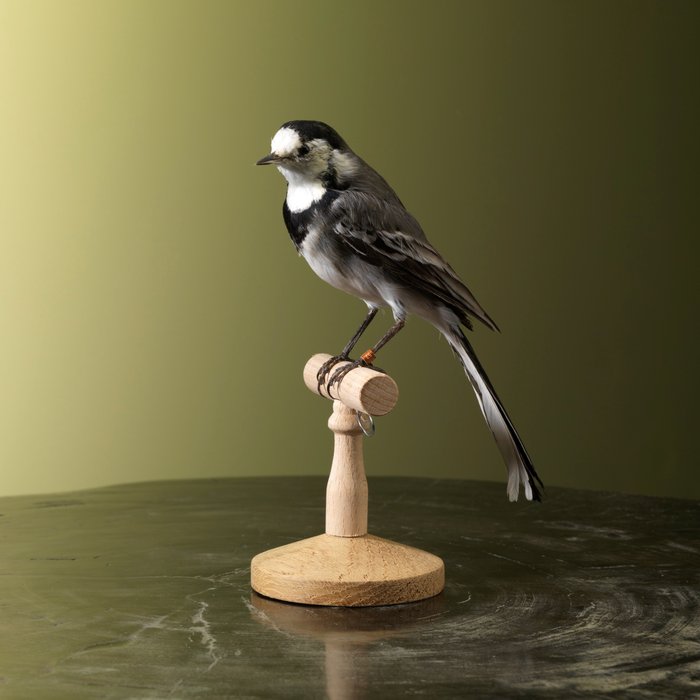 Wagtail taxidermy full for sale  