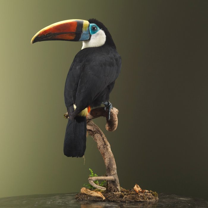 Toucan taxidermy full d'occasion  