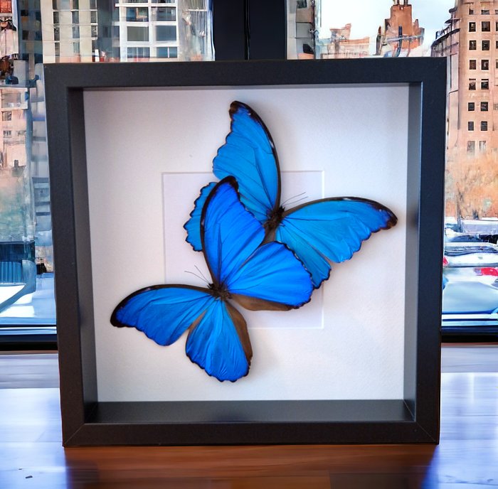 Real blue butterflies for sale  