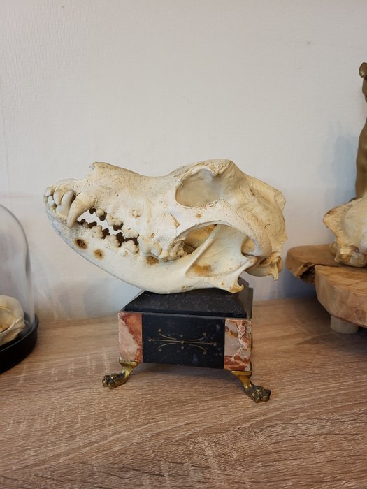 Domestic dog skull for sale  