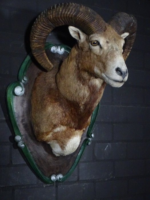 Large mouflon head for sale  