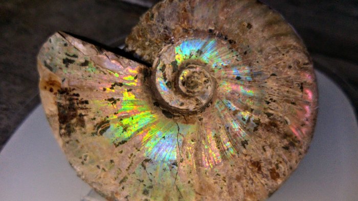 Fossil ammonite large for sale  