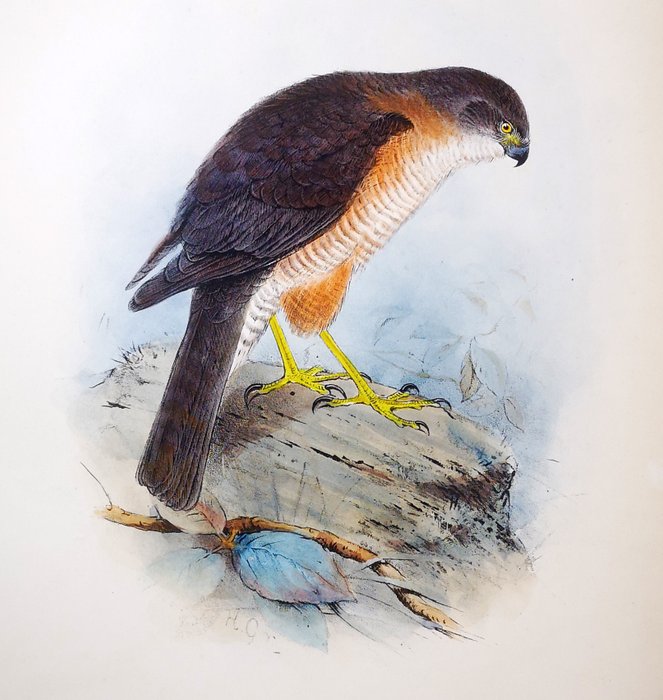 Henrik grønvold ornithologica for sale  