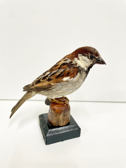 House sparrow taxidermy for sale  