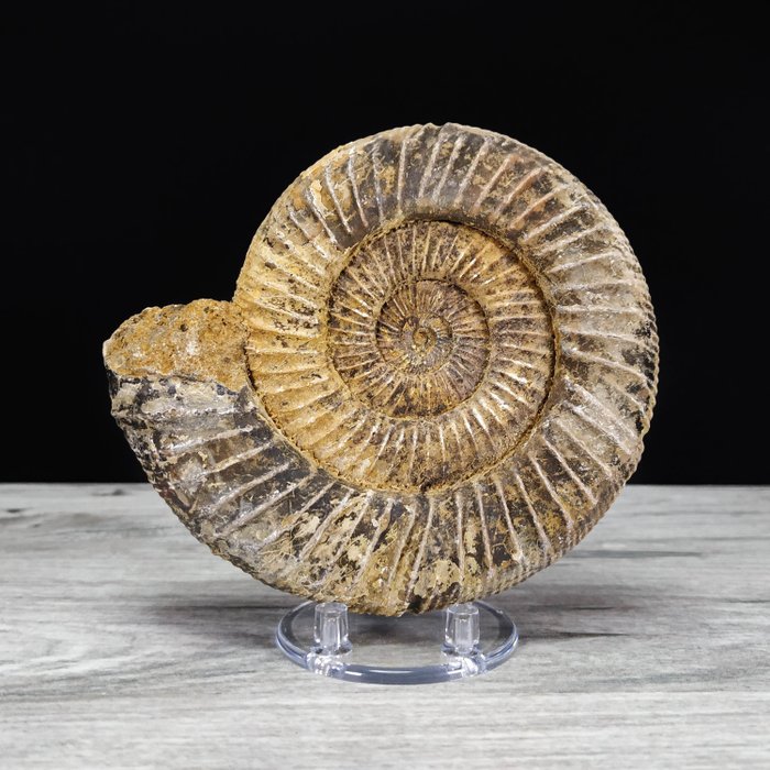 Ammonite fossil matrix for sale  