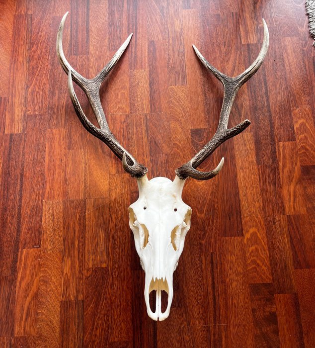 Red deer skull for sale  