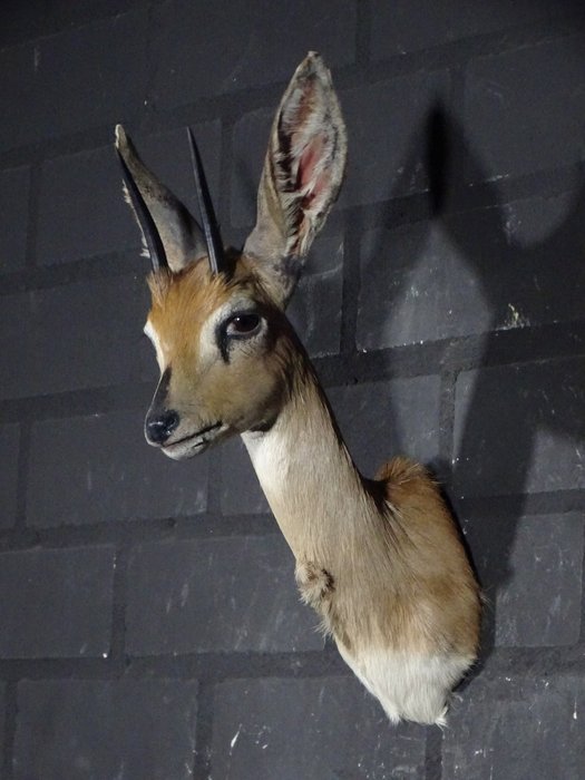 Ibex taxidermy wall for sale  