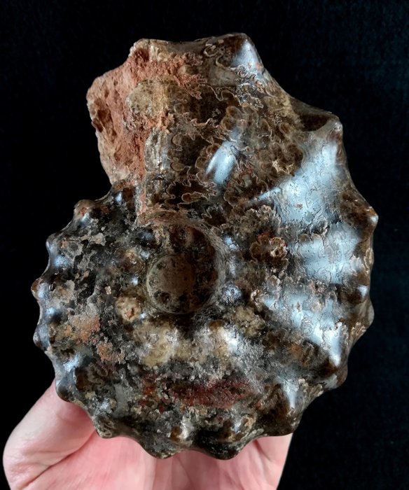 Ammonite fossilised animal usato  