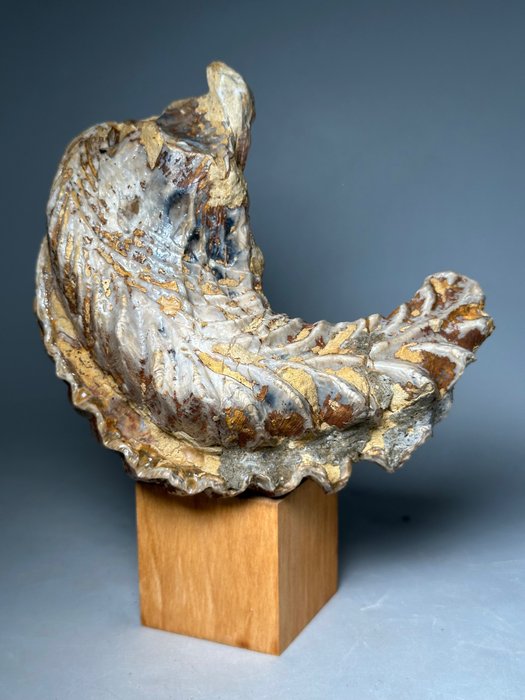 Bizzarre giant fossil for sale  