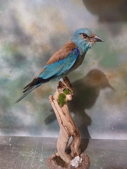 Roller taxidermy full for sale  