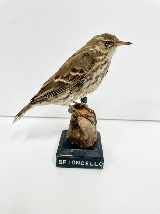 Water pipit taxidermy for sale  